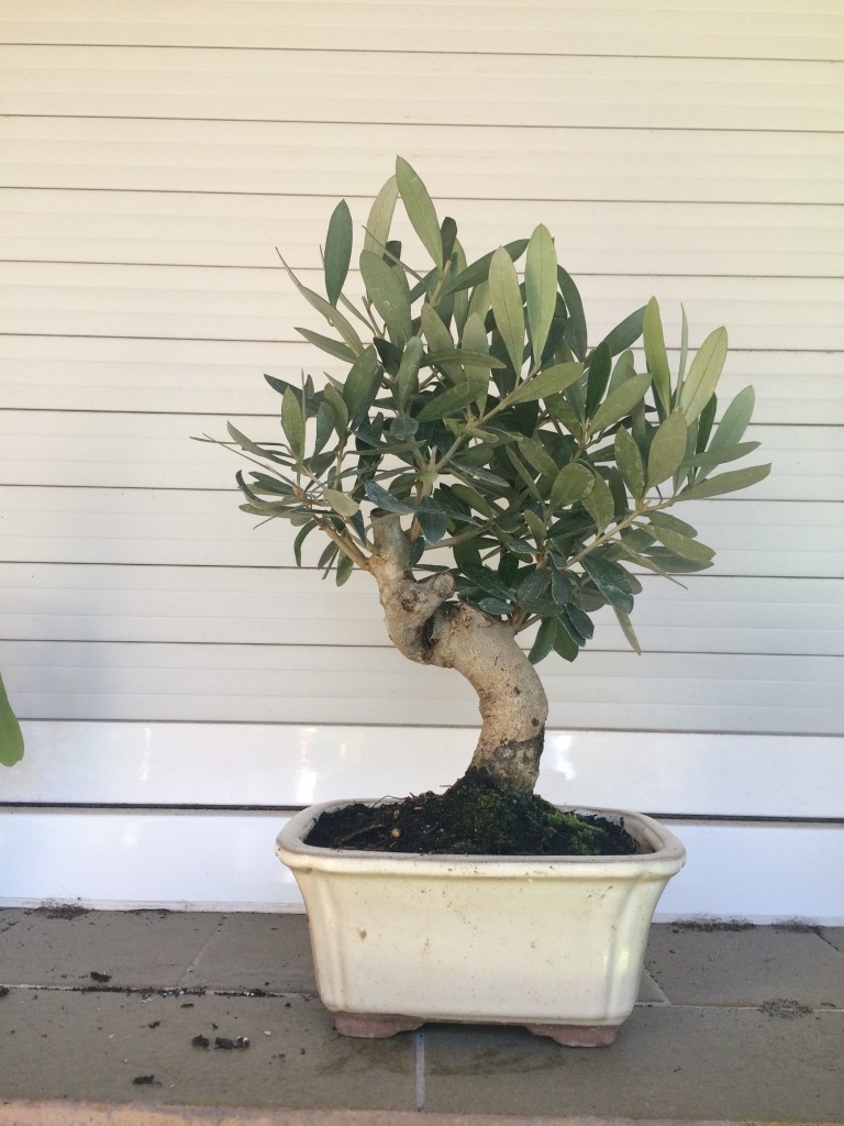Parte trasera del bonsái