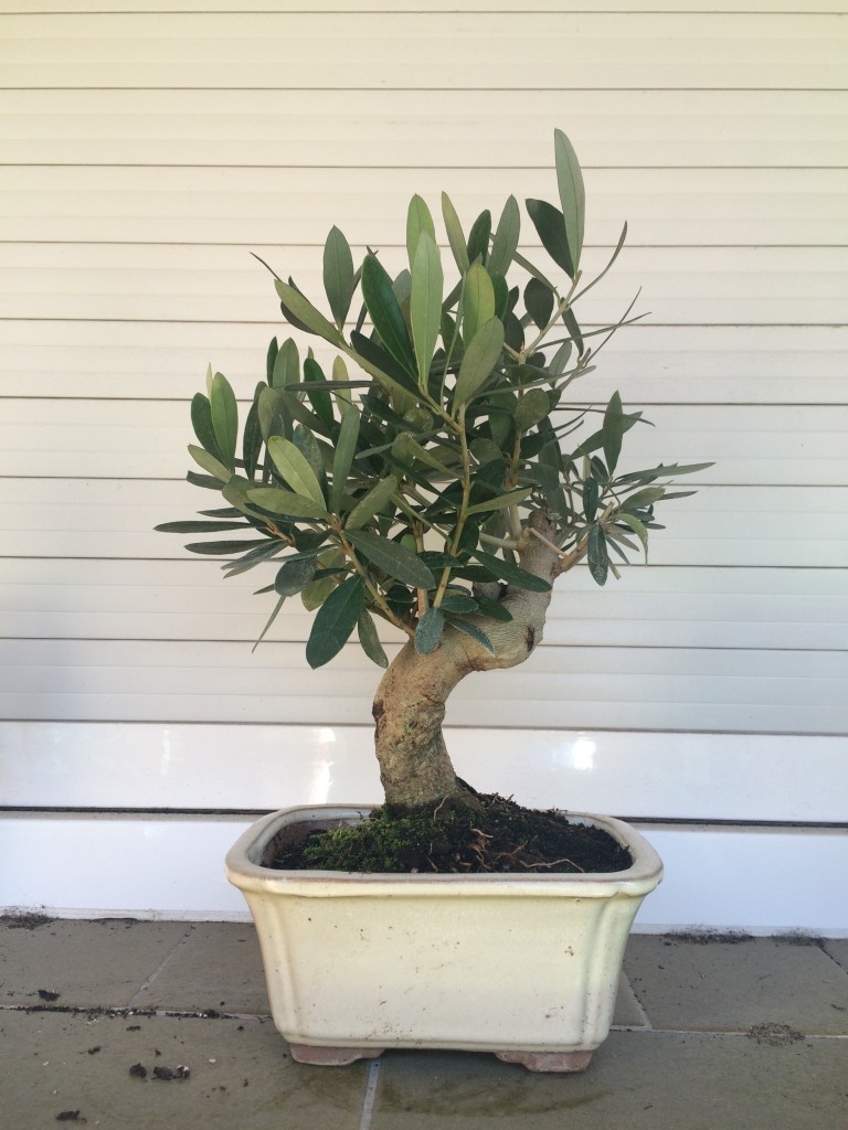 Ejemplar de bonsai olivo de reciente incorporación